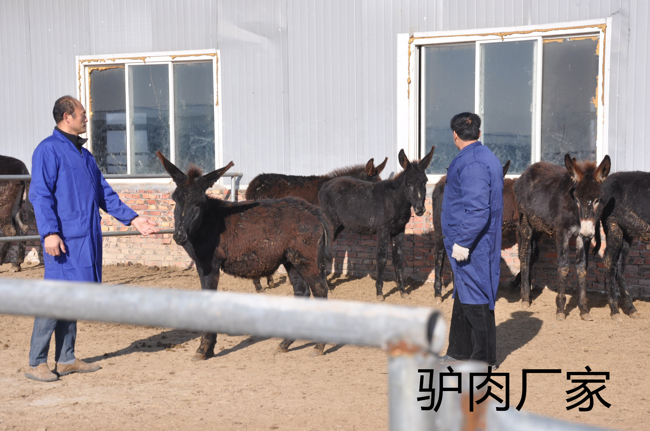 驴肉厂家的美味从来不含糊