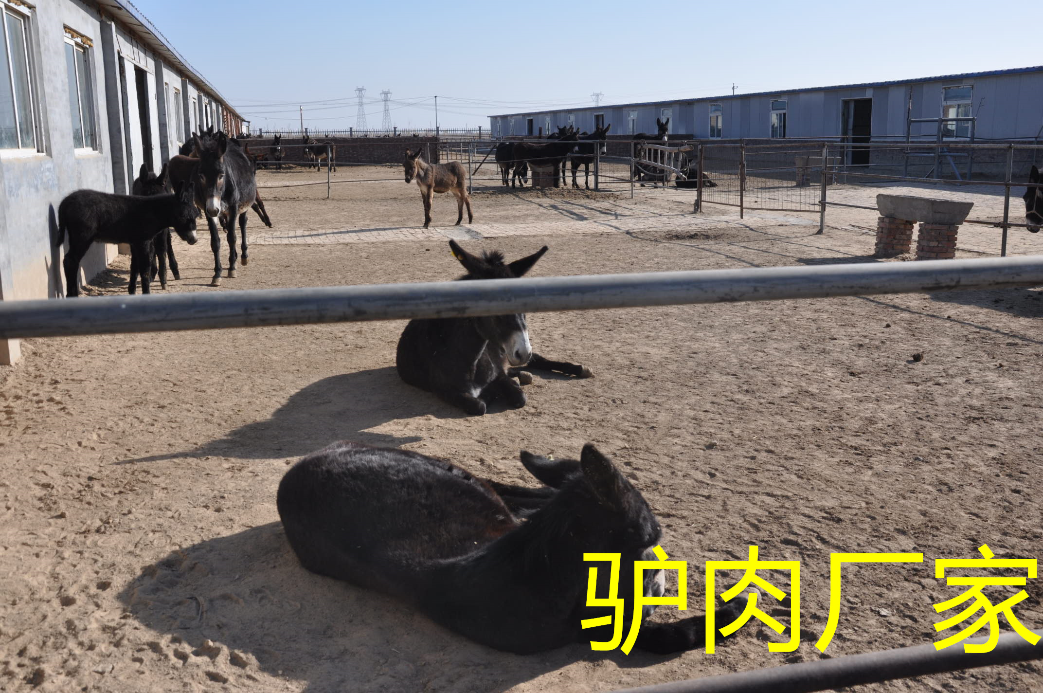 驴肉厂家全身心投入用心做优质好驴肉