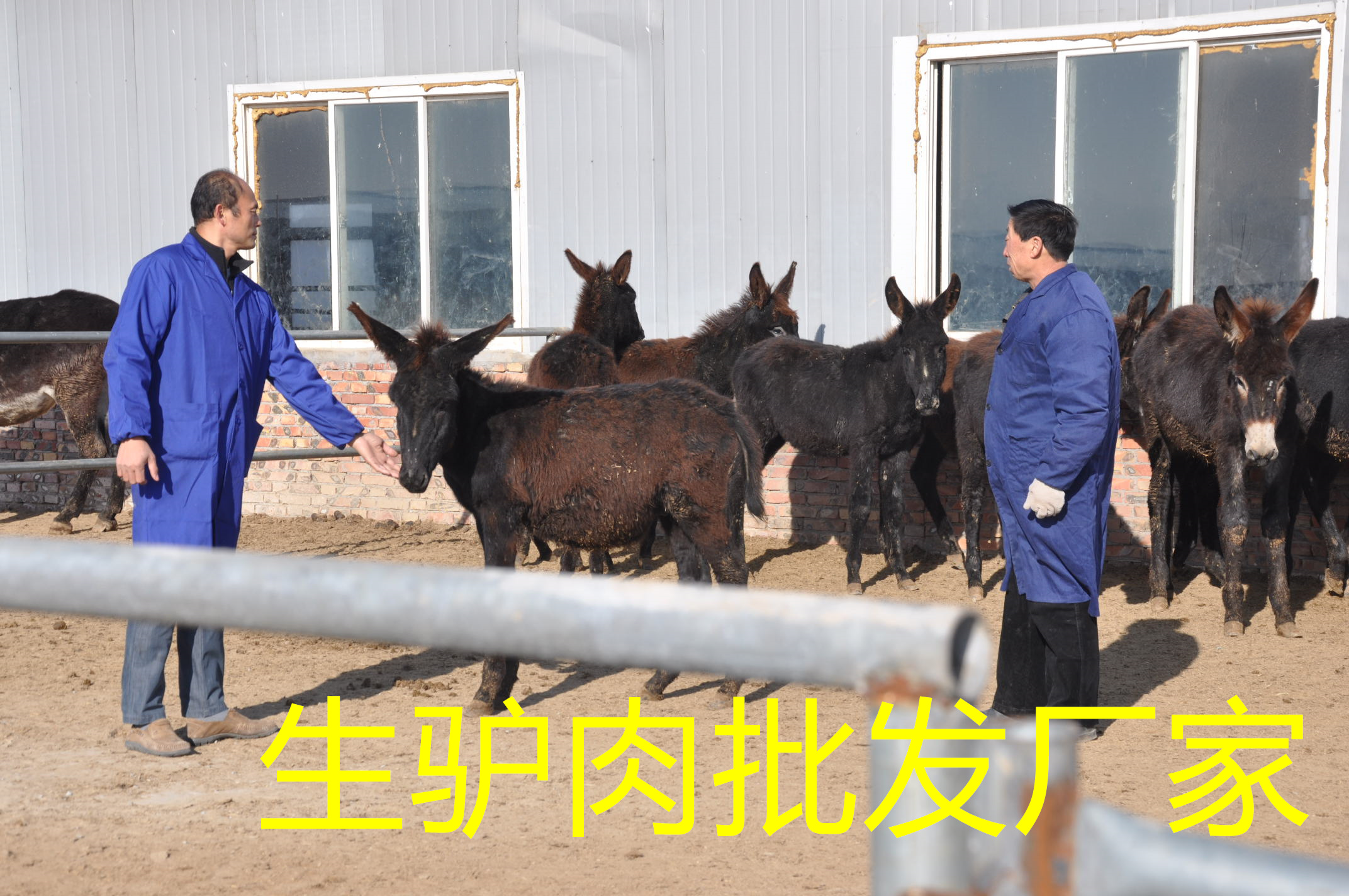 从源头上把控好生驴肉批发厂家毛驴的品质，养殖处于同行业主导地位