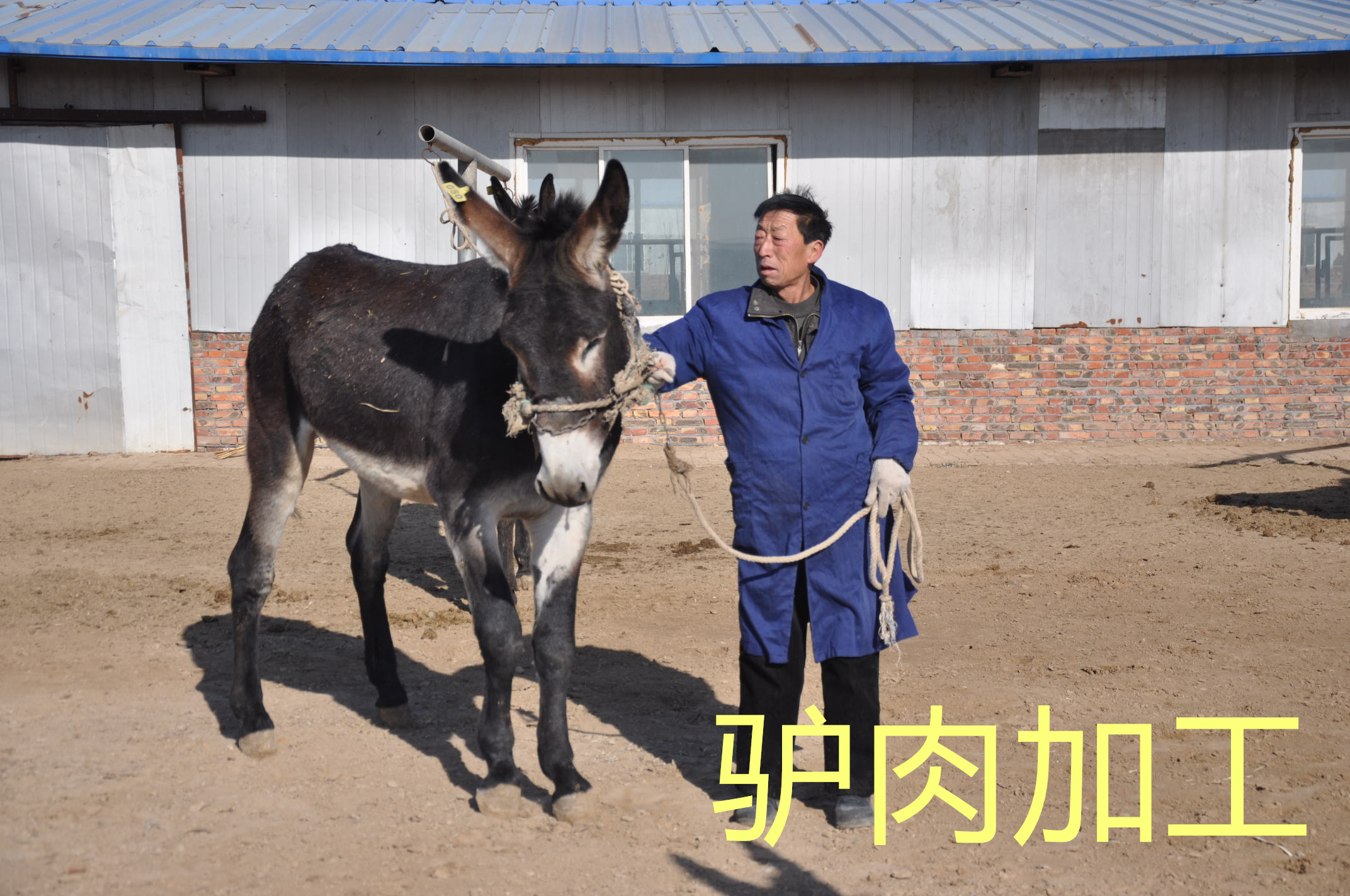 驴肉加工基地的选择，拴嘴驴驴肉厂家