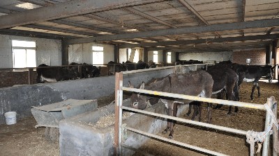 河北生鲜驴肉批发可靠肉源来自天然的养殖基地