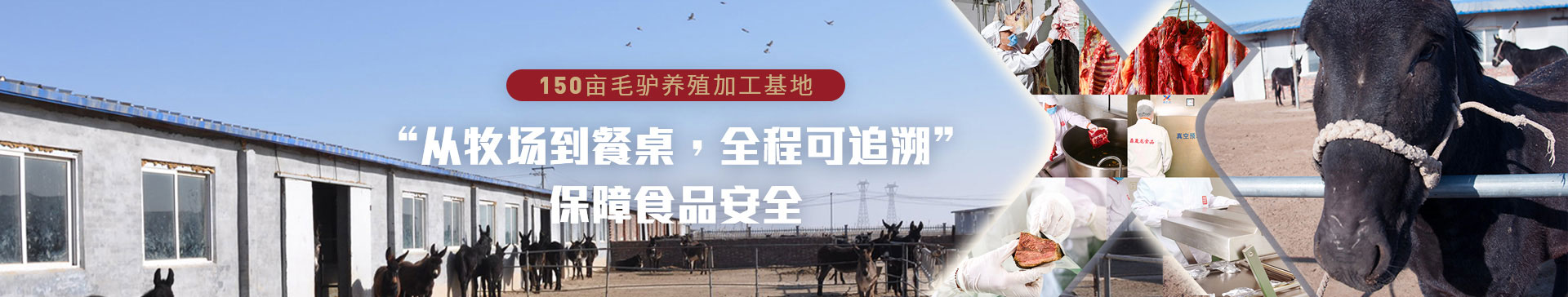 拴嘴驴批发经销