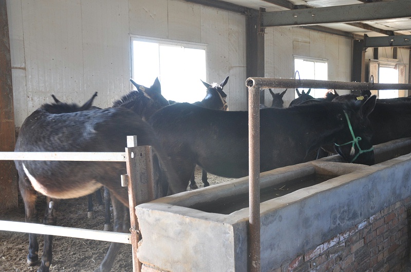 河北驴肉厂家加工批发的环境是什么样的？