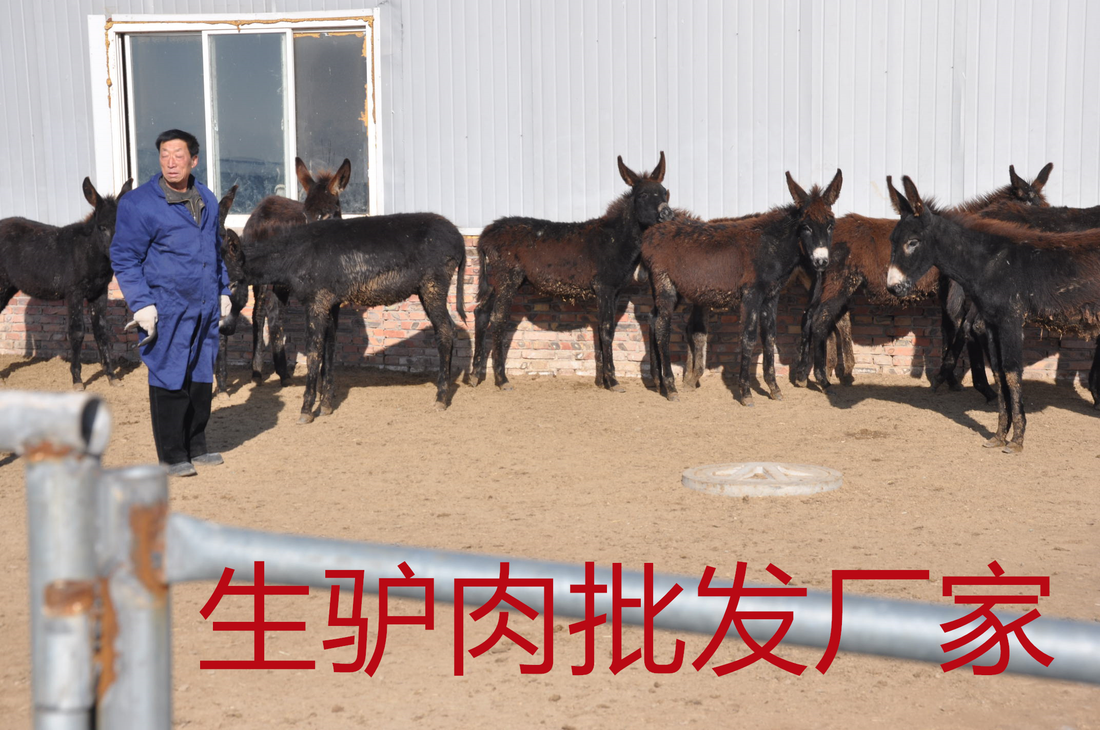 专治嘴刁的河北生驴肉批发厂家，一家回购率超高的厂家