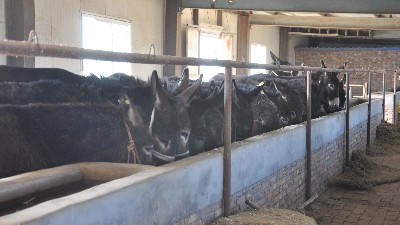 河北驴肉零食货源批发市场告诉您影响毛驴生产的几个重要因素（五）