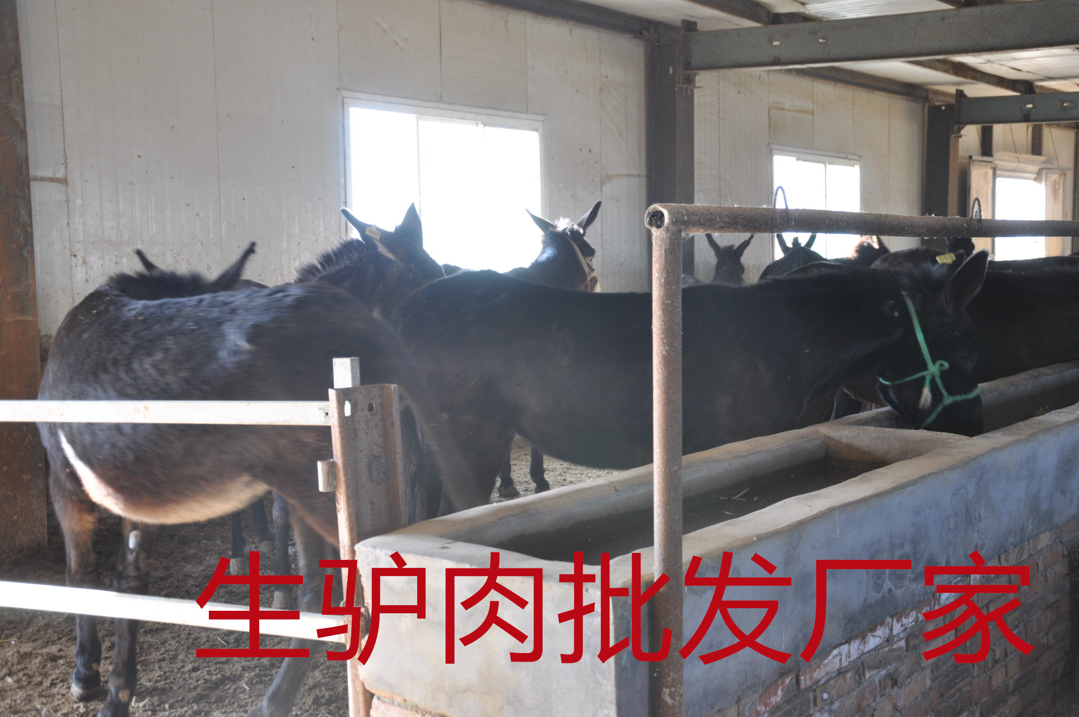 买正宗驴肉不用东奔西跑了，生驴肉批发厂家在我们身边。