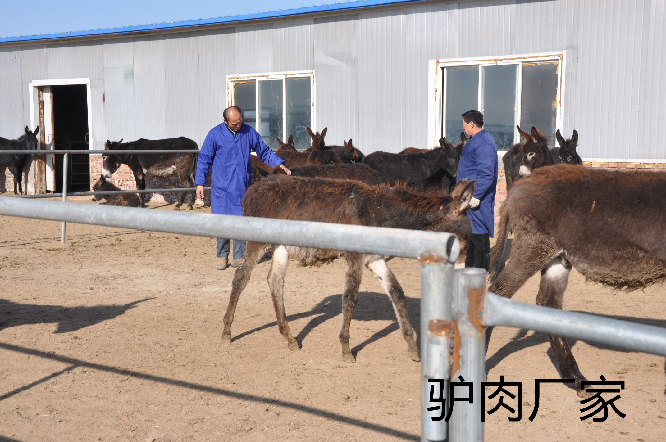 驴肉批发生态驴肉，品质不同，自然美味